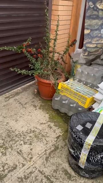 Нельзя пустолаять. смотреть онлайн