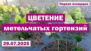 29.07.2025 // ЦВЕТЕНИЕ метельчатых гортензий В ОТКРЫТОМ ГРУНТЕ // Первая площадка