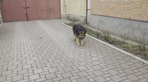 Розы.Февральские окна.Что я делаю?