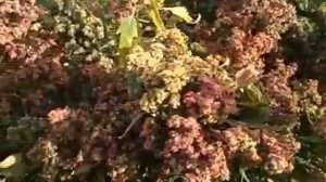 Киноа в Подмосковье - Зерновая Лебеда в помидом.ру