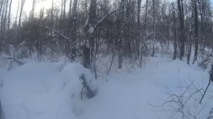 #Охота на зайца в Черепановском районе Новосибирской с щенком