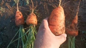 Копаем ГЭРАНДСКУЮ РАННЮЮ Старинную морковь в POMIDOM.RU
