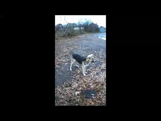 ✔Ну что, ребятки, наелись?.#shorts✔