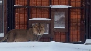 Идёт таким вальяжным шагом. Стихи о Шерхане от Ольги.