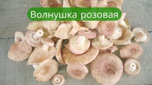 ✔За волнушками в осенний лес. Часть 1 ✔