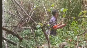 46серия/Жизнь в горной деревне Непала | в непальской бедной, но счастливой семье