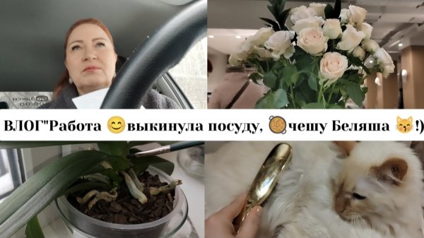 ВЛОГ "Работаю 🚖 выкинула посуду 🍳чешу Беляша😽!)"