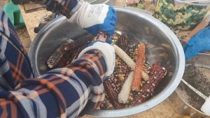 Как быстро лущить кукурузу из початков в домашних условиях на примере Цветной Ацтекской КУКУРУЗЫ!