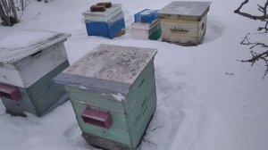 15.02.2026 Подкормка пчел. Причины гибели пчелосемей???