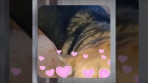 1000048731.mp4 (Собака наблюдает за устройством лестницы на 2 этаж в доме А-фрейм)