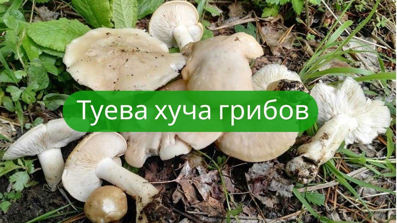 ✔Грибалка3 июня 2022 г. Рядовка майская, трутовик серно-жёлтый. Часть 1✔