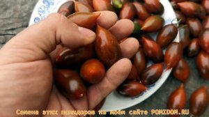 Красивые, как Ёлочные Игрушки! Помидоры Тигровая Зебра - Tiger Zebra Tomato