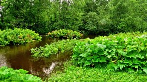 Самый сильный разлив реки Турёнки который я помню ( 2017 год )