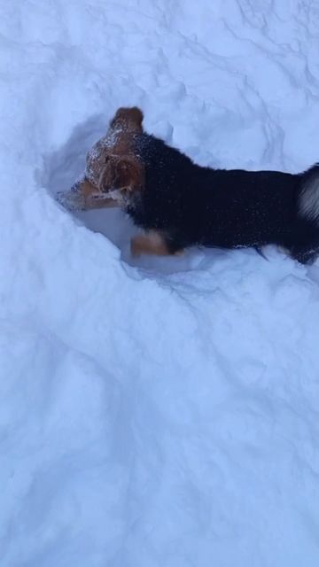 Щенки ныряют в снег с головой