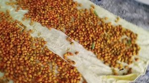 Кинкан желтый)