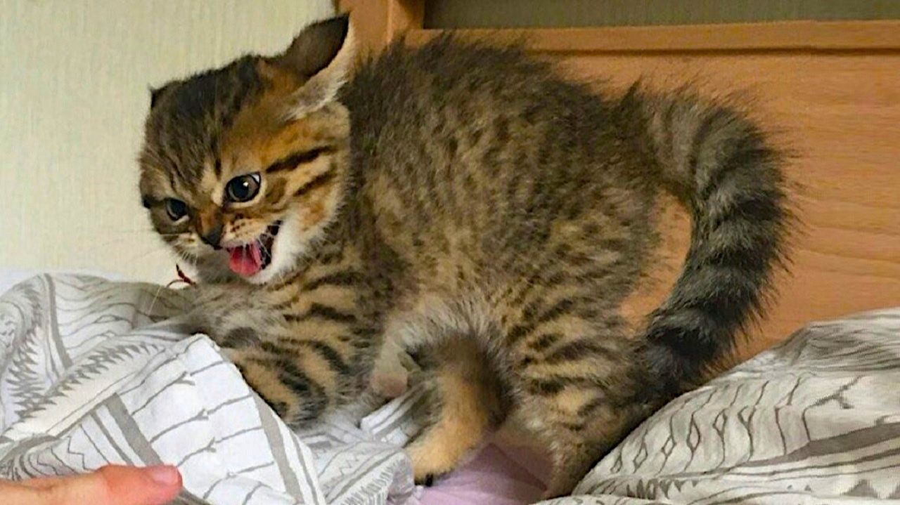 🤣 Новые видео с котами 2026 🐈 Смешные видео с кошками − Смешные коты 2026!! Ржака смотреть онлайн