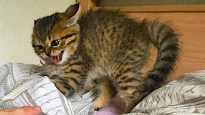 🤣 Новые видео с котами 2026 🐈 Смешные видео с кошками − Смешные коты 2026!! Ржака