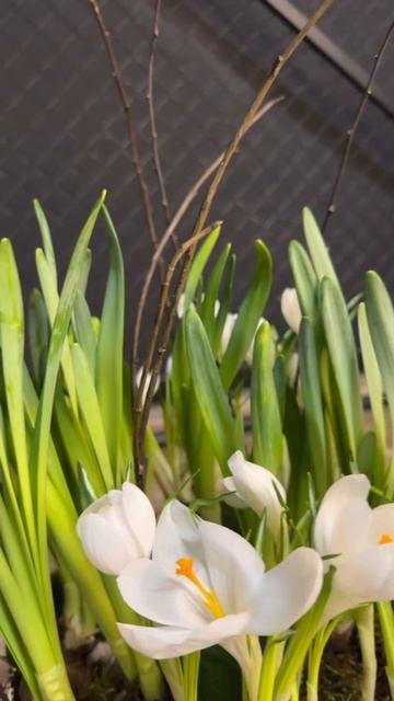 FlorGazm.ru смотреть онлайн