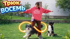 Учим простой трюк с щенком. Восемь. Собака бегает между ног