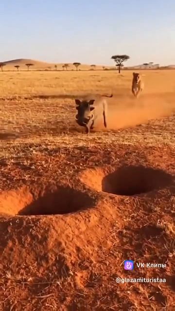 Тимон и Пумба в дикой природе 😁