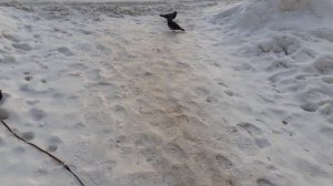 Тишка вышел погулять, на улице морозно.