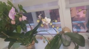 #169 ОрхоVLOG убираю чтобы не обжигались корни, чтобы инфекция не попадала в ствол- вырезаем.