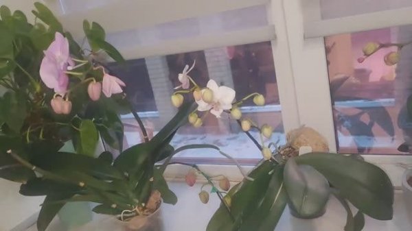 #169 ОрхоVLOG убираю чтобы не обжигались корни, чтобы инфекция не попадала в ствол- вырезаем.