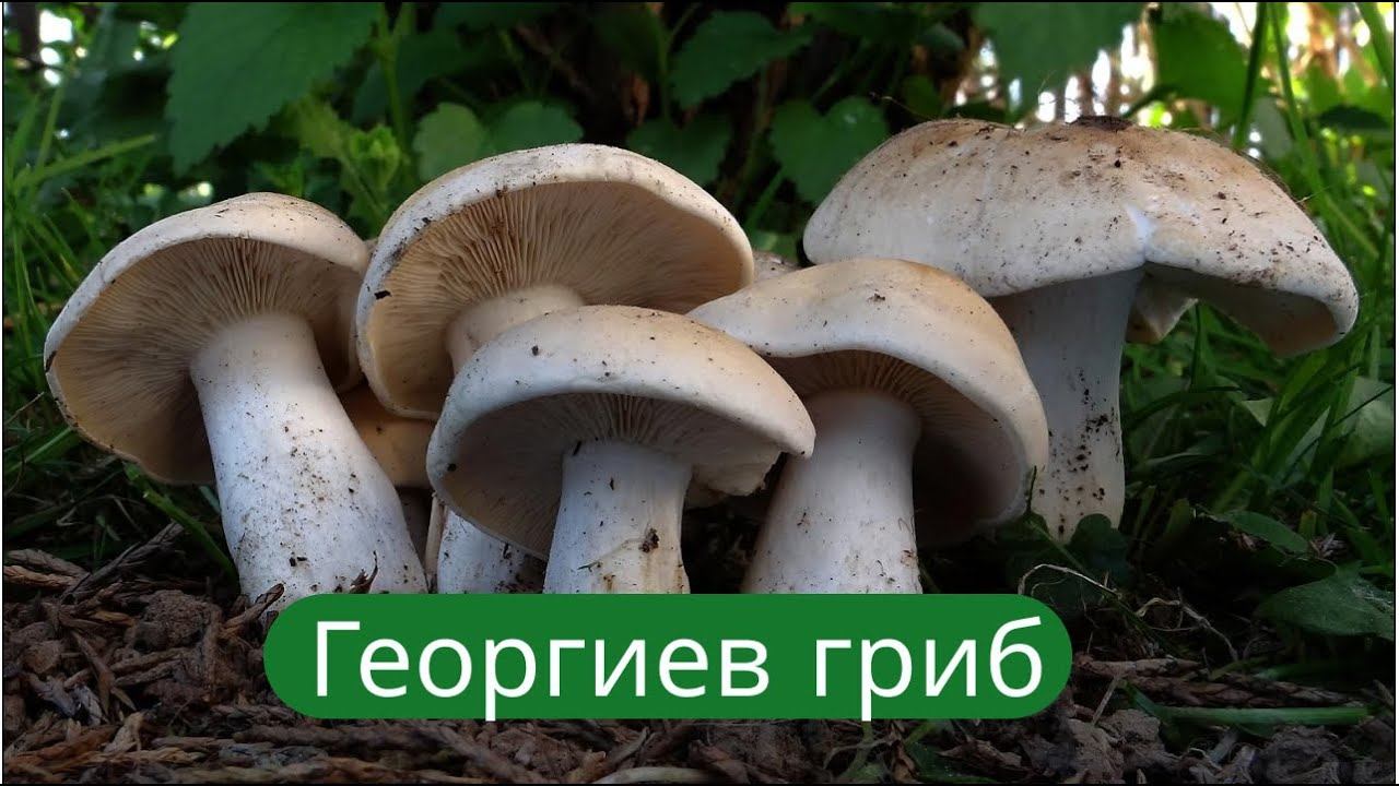 ✔Последние весенние грибы2022. Ведьмино кольцо✔