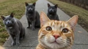 смешные видио😂😅😅🤣😁😂😅🤣