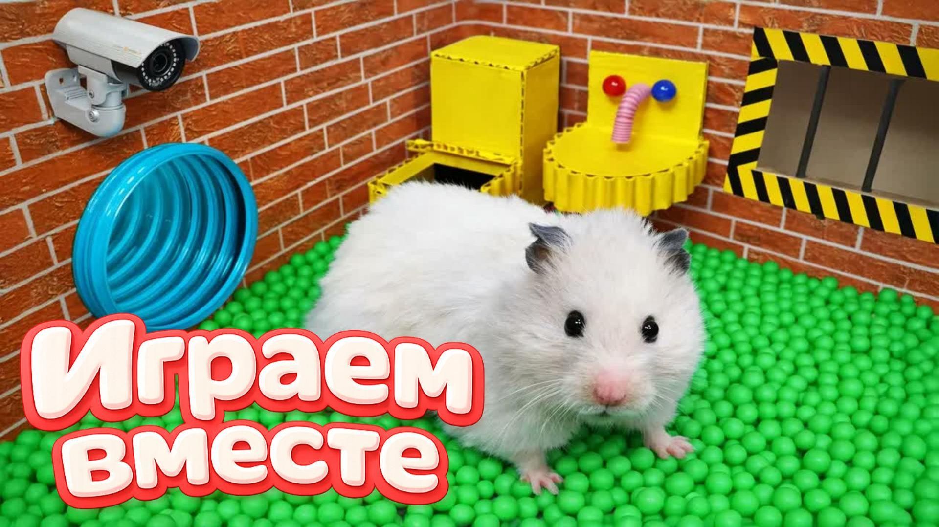 ХОМЯК ВЫБИРАЕТСЯ ИЗ СЕКРЕТНОЙ ХОМЯЧЕЙ ТЮРЬМЫ ! Помогаем выбраться из лабиринта ! смотреть онлайн