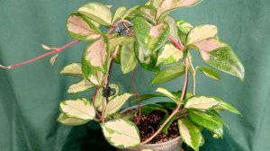 Хойя карноза триколор