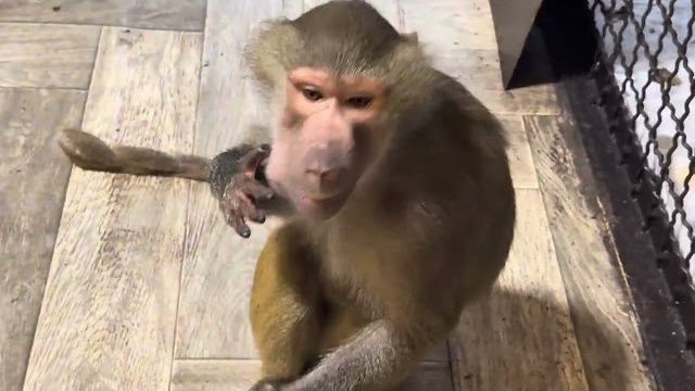 Это КОШМАР! Люся открыла вольер и все гамадрилята выскочили из вольера!!! смотреть онлайн