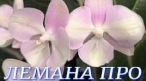 №1168/ ОБЗОР орхидей в ЛЕМАНА ПРО