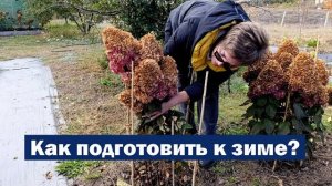 КАК ПОДГОТОВИТЬ метельчатые гортензии К ЗИМЕ: Основные этапы