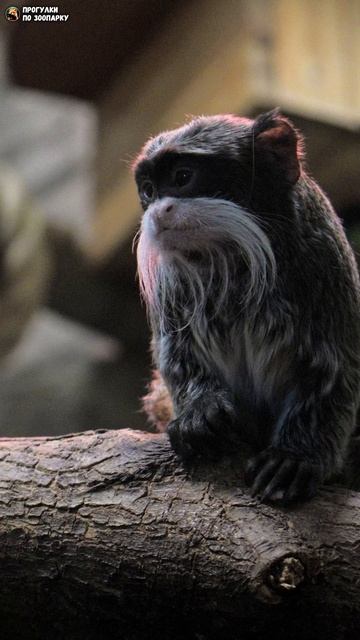 Императорский тамарин. Новосибирский зоопарк