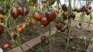 Три САМЫЕ Урожайные ПОМИДОРЫ!