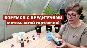 ВРЕДИТЕЛИ гортензии метельчатой: КАК Я С НИМИ БОРЮСЬ