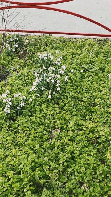В Крыму сегодня весна.
