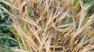 Коллекция древнейших изначальных ПШЕНИЦ и других злаков сайта pomidom.ru