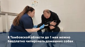 В Тамбовской области до 1 мая можно бесплатно чипировать домашних собак
