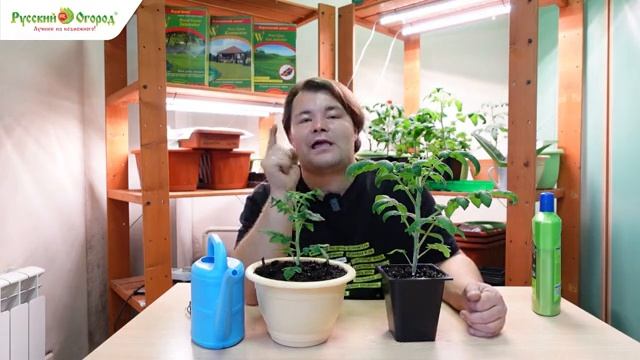 Зимний огород. Выращиваем томаты. смотреть онлайн