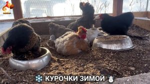 Куры зимой очень счастливы 🤗❄️⛄ (32)