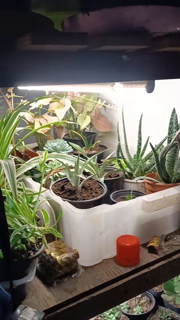 ТВ сарай или привет с Приморья смотреть онлайн