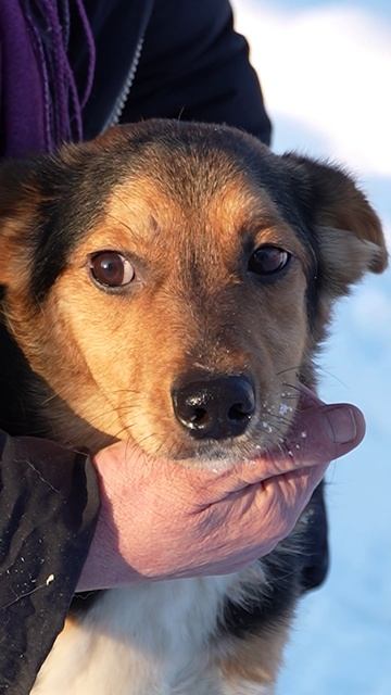 Витька Барбоскин ищет дом