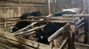 Будни в деревне. Как без блинов в масленицу😊
жизнь в деревне