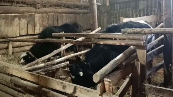 Будни в деревне. Как без блинов в масленицу😊
жизнь в деревне