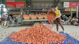 Собираю с дерева красный фрукт рамбай для продажи на рынке. Фуонг. Вьетнам