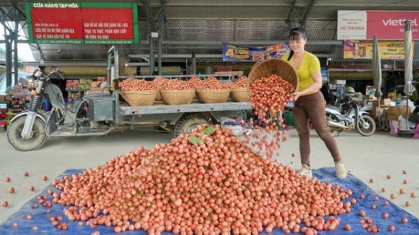 Собираю с дерева красный фрукт рамбай для продажи на рынке. Фуонг. Вьетнам