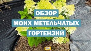 ОБЗОР моих метельчатых гортензий В ОТКРЫТОМ ГРУНТЕ