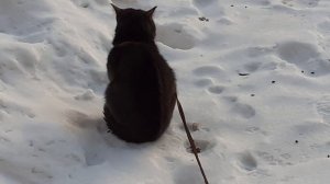 Возле дома котик Тишка.